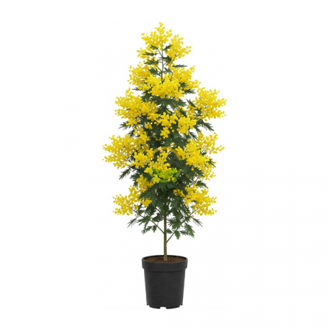 2 Yaş Mimoza Ağacı Fidanı - Gümüşi akasya (Acacia dealbata)