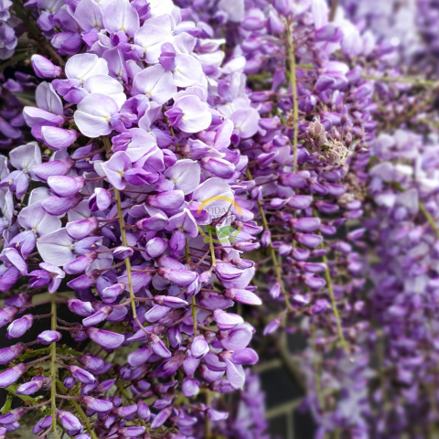 2 Yaş Mor Salkım Fidanı