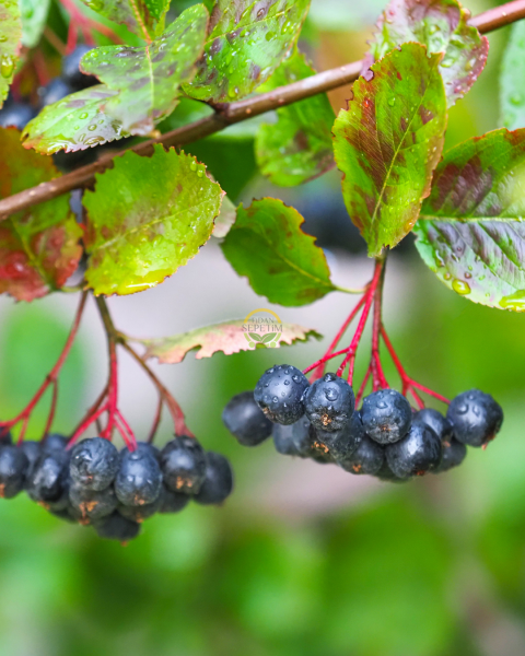 2 Yaş Nero Aronia Berry Fidanı Paketi (10 Adet)