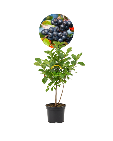 2 Yaş Nero Aronia Berry Fidanı