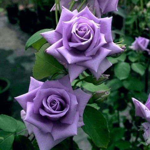 Parf de Violet Gül Fidanı - Lila