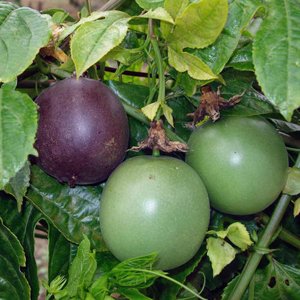 2 Yaş Passiflora Fidanı