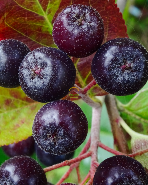 2 Yaş Viking Aronia Berry Fidanı