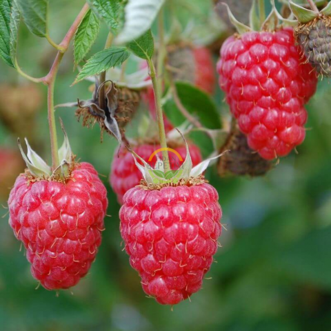 2 Yaş Willamette Çeşiti Frambuaz (Ahududu) Fidanı