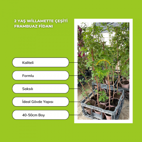 2 Yaş Willamette Çeşiti Frambuaz Fidanı