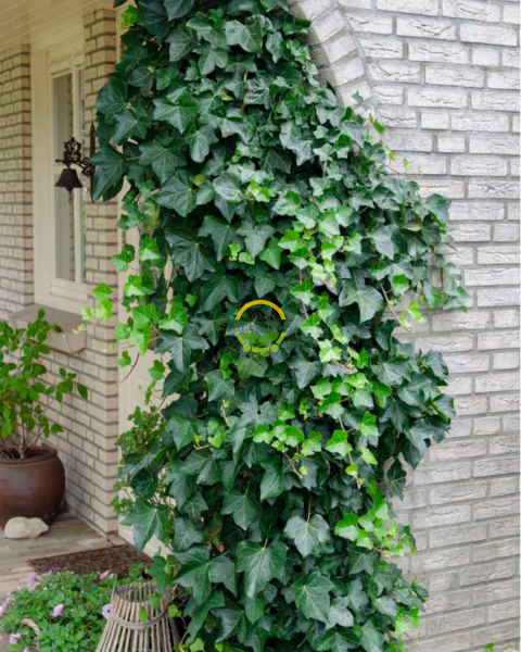 2 Yaş Yeşil Yapraklı Hedera Helix Orman Duvar Sarmaşığı Fidanı 5'li Paket