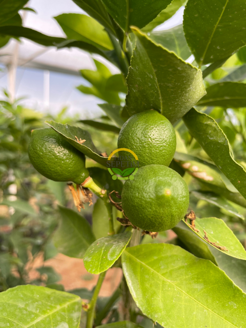 3 Adet Yediveren Mayer Limon Fidanı Paketi