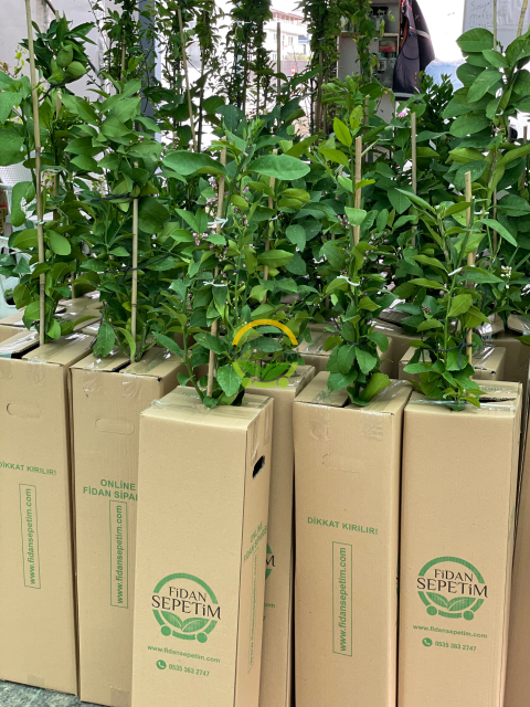 3 Adet Yediveren Mayer Limon Fidanı Paketi