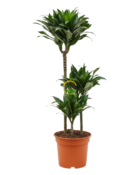 3 Gövdeli Dracaena Compacta - Large 90-100 cm