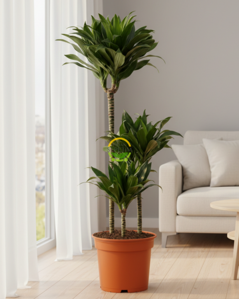 3 Gövdeli Dracaena Compacta - Large 90-100 cm