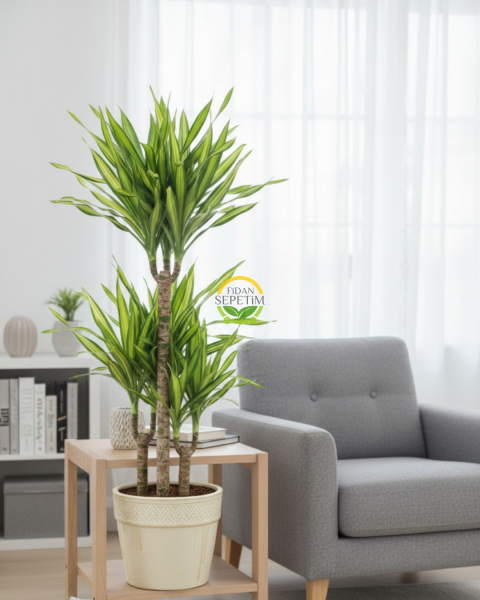 3 Gövdeli Dracaena Limon Bitkisi