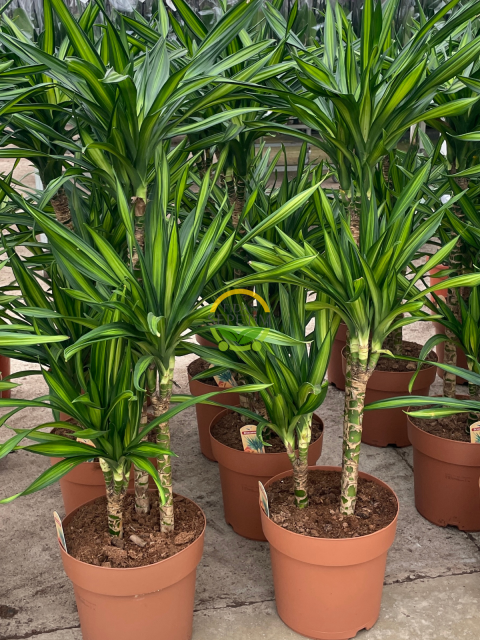 3 Gövdeli Dracaena Limon Bitkisi