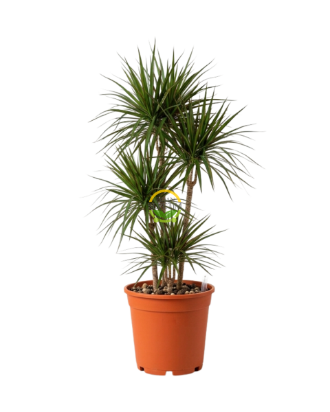 3 Gövdeli Dracaena Marginata Çiçeği 130-150cm
