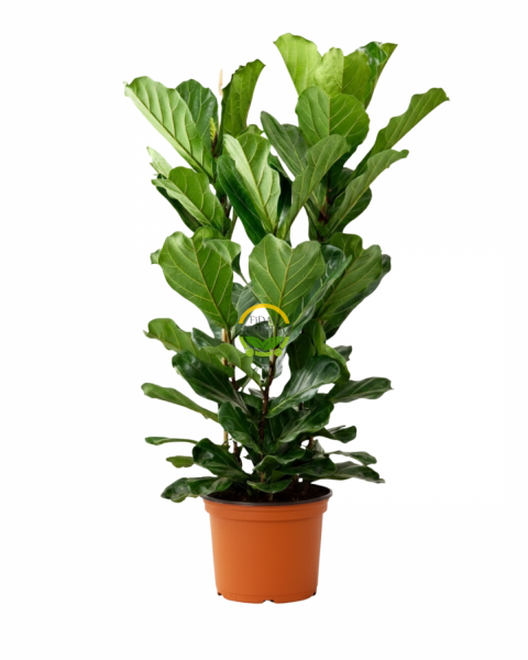 3 Gövdeli Keman Yapraklı Kauçuk Bitkisi 'Ficus Lyrata' 120-130cm