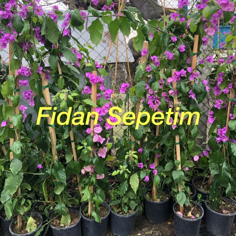 3 Yaş Ada Begonvili Fidanı 3 Yaş Ada Begonvili Fidanı