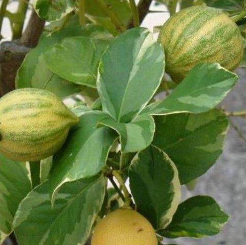 3 Yaş Alaca Yapraklı Limon Fidanı