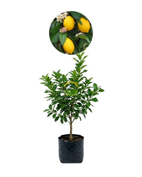 3 Yaş Aşılı 7 Veren(Yediveren) Mayer Limon Fidanı