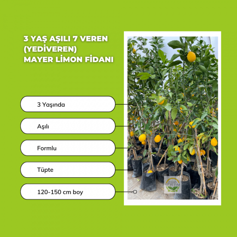 3 Yaş Aşılı 7 Veren(Yediveren) Mayer Limon Fidanı
