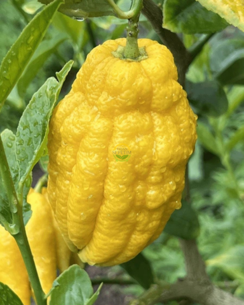 3 Yaş Aşılı Ağaç Kavunu Fidanı 'Citrus medica'