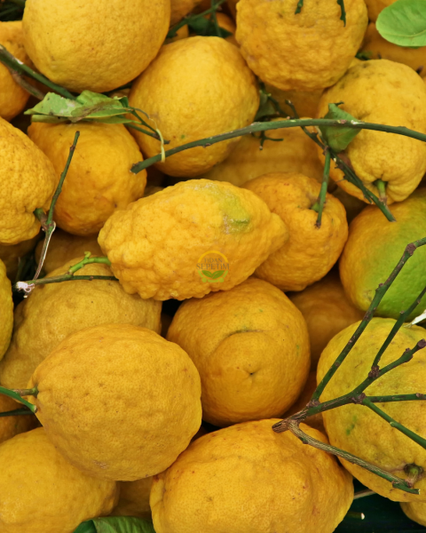 3 Yaş Aşılı Ağaç Kavunu Fidanı 'Citrus medica'
