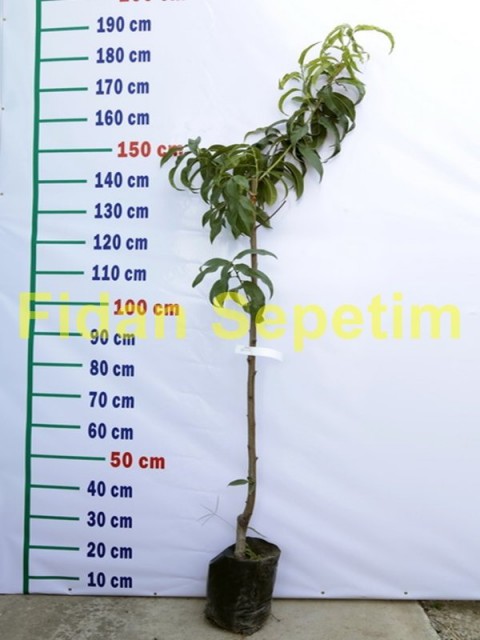 3 Yaş Aşılı Elegant Lady Şeftali Fidanı 'Yarı Bodur'