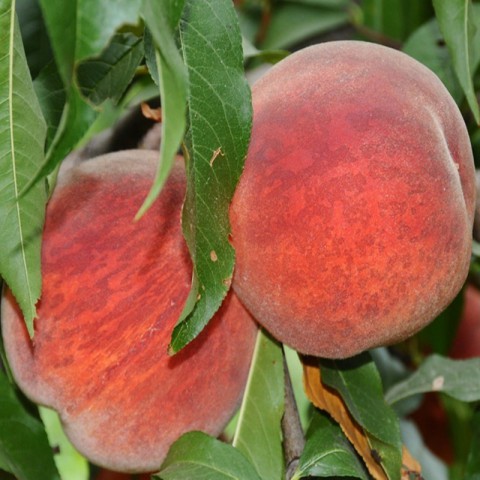 3 Yaş Aşılı Elegant Lady Şeftali Fidanı 'Yarı Bodur'