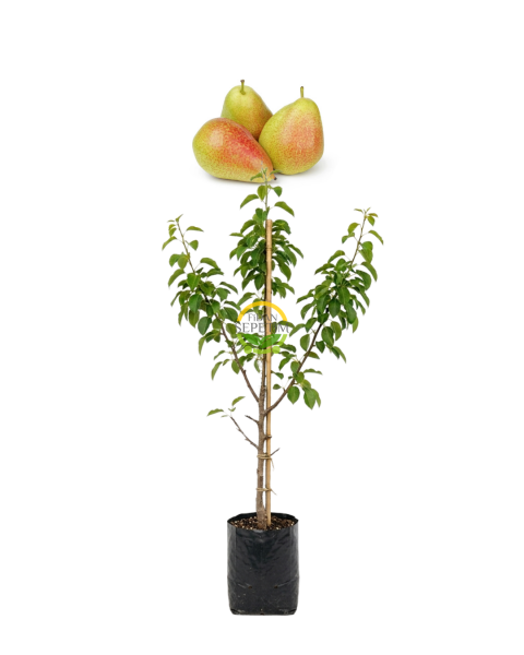 3 Yaş Aşılı Forelle Armut Fidanı
