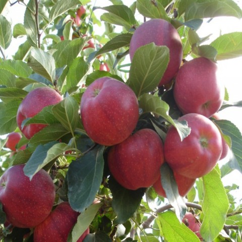 3 Yaş Aşılı Galaxy Gala Elma Fidanı *Yarı Bodur*