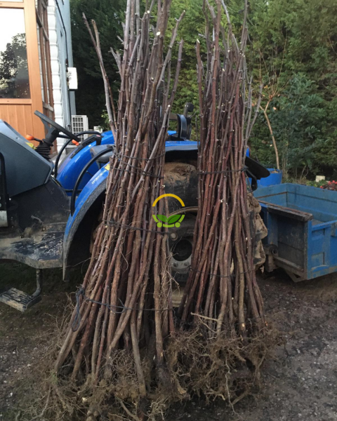 3 Yaş Aşılı İri Meyveli Hünnap Fidanı 'Açık Kök'