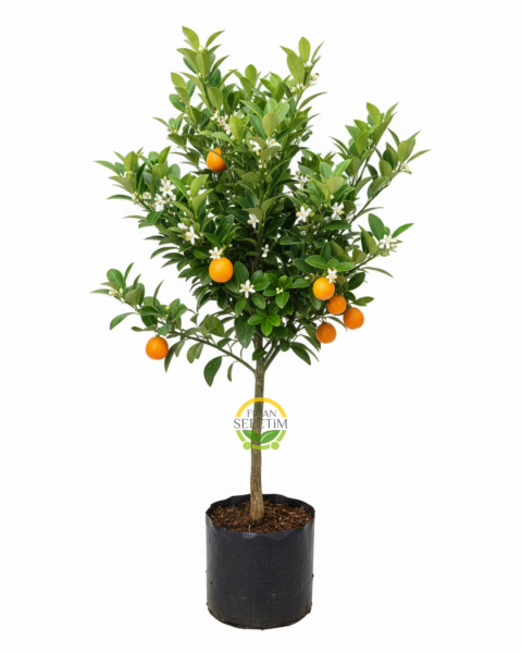 3 Yaş Aşılı Kumkuat(Kamkat) Fidanı