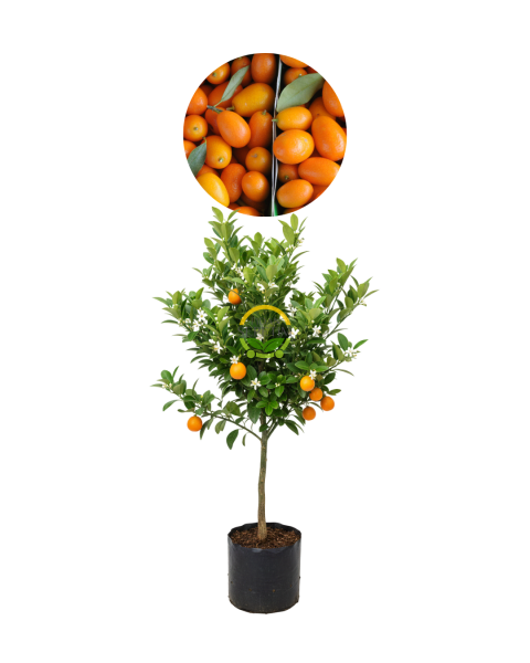 3 Yaş Aşılı Kumkuat(Kamkat) Fidanı