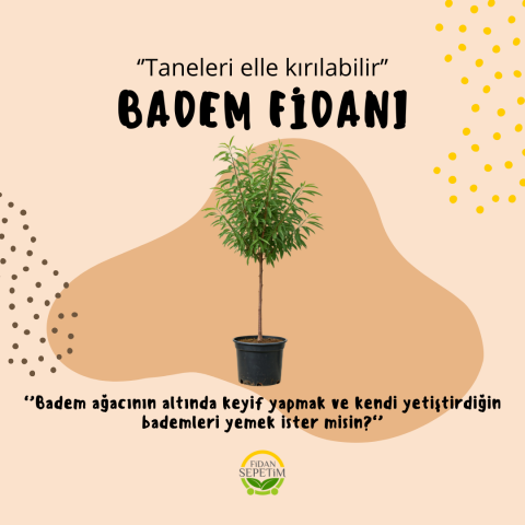 3 Yaş Aşılı Nonpareil Badem Fidanı