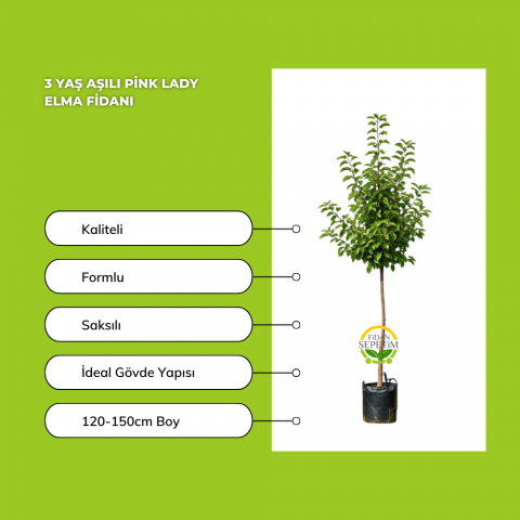 3 Yaş Aşılı Pink Lady Elma Fidanı