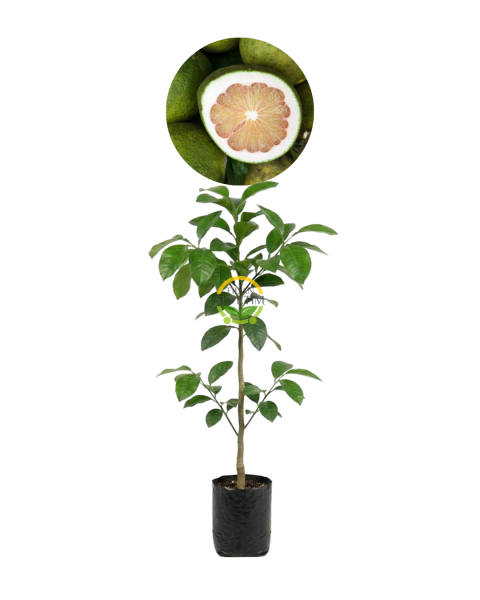 3 Yaş Aşılı Şadok (Pomela) Fidanı