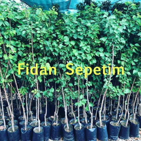3 Yaş Aşılı Şekerpare Kayısı Fidanı *Yarı Bodur*