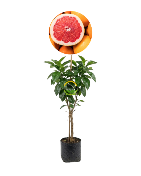 3 Yaş Aşılı Star Ruby Greyfurt Fidanı