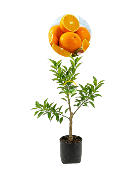 3 Yaş Aşılı Valencia Portakal Fidanı