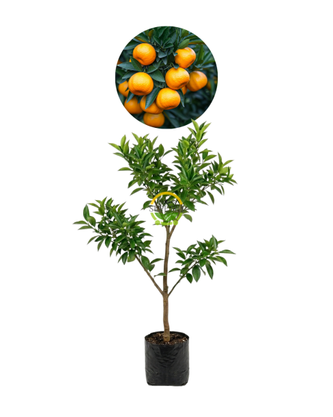 3 Yaş Aşılı W Murcott Mandalina Fidanı