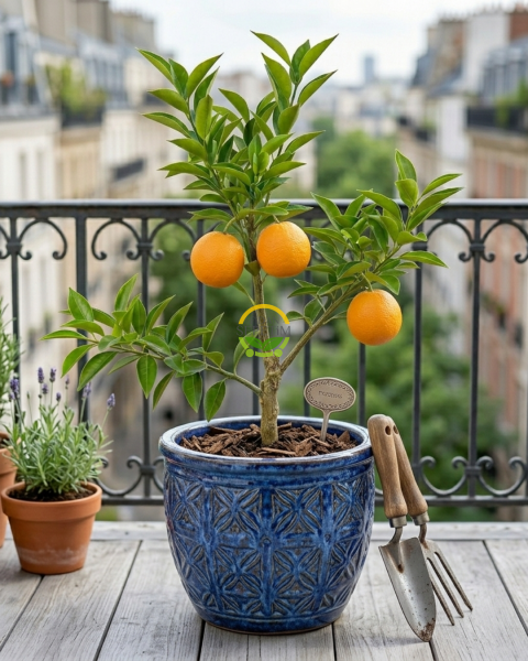 3 Yaş Aşılı Washington Portakal Fidanı