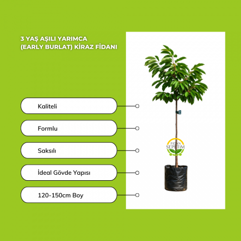 3 Yaş Aşılı Yarımca (Early Burlat) Kiraz Fidanı