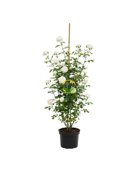 3 Yaş Beyaz Renk Sarmaşık Gül Fidanı