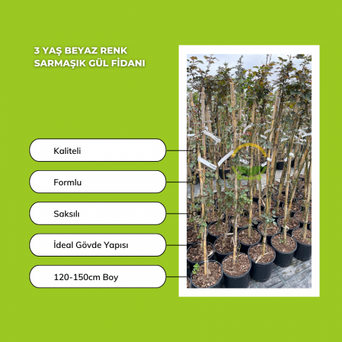 3 Yaş Beyaz Renk Sarmaşık Gül Fidanı