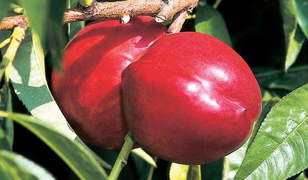 3 Yaş Big Top Tüysüz Şeftali (Nektarin) Fidanı