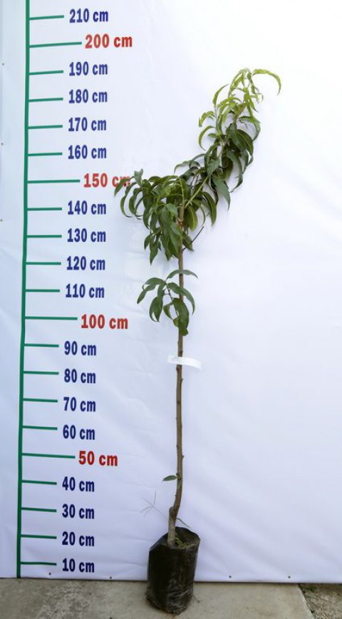 3 Yaş Big Top Tüysüz Şeftali (Nektarin) Fidanı