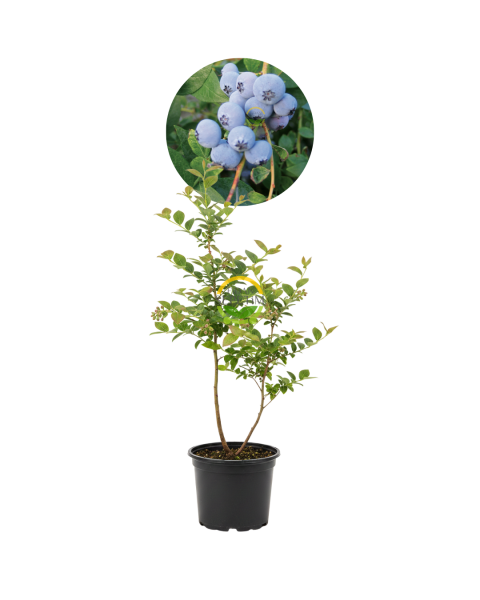 3 Yaş Biloxi Çeşiti Yaban Mersini Fidanı