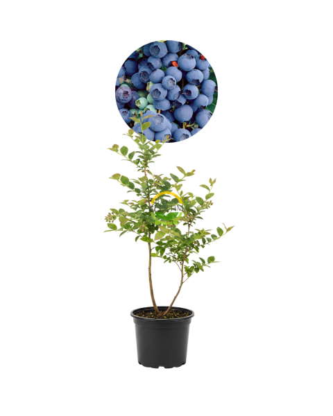 3 Yaş Bluecrop Çeşiti Yaban Mersini Fidanı