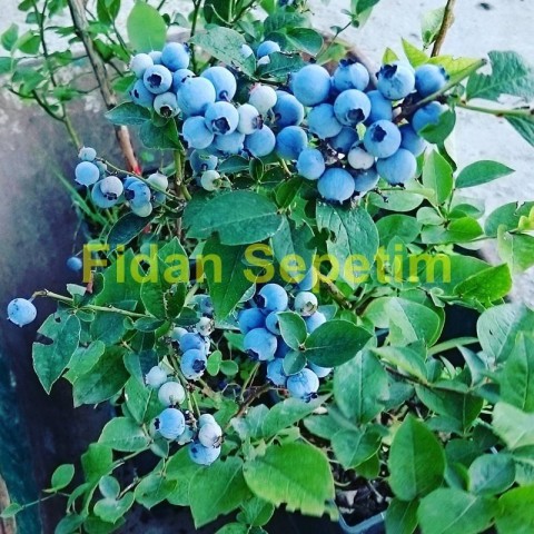 3 Yaş Bluecrop Çeşiti Yaban Mersini Fidanı