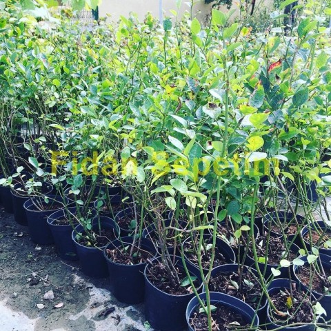 3 Yaş Bluecrop Çeşiti Yaban Mersini Fidanı