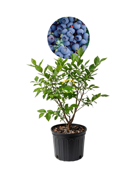 3 Yaş Bluecrop Çeşiti Yaban Mersini Fidanı