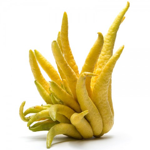 3 Yaş Budanın Eli Limon Fidanı